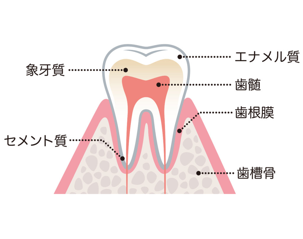 乳歯はエナメル質半分だから虫歯菌の感染率が高い